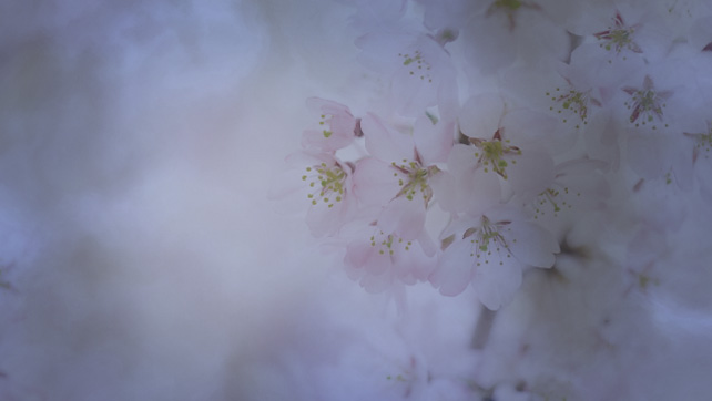 花音（かおん）霊能者インタビュー