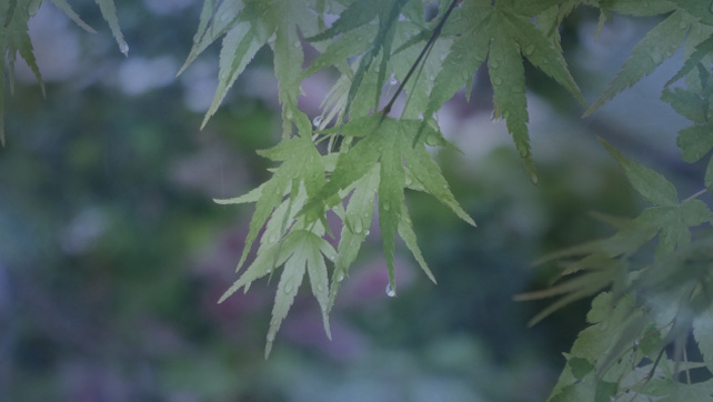 来虹（らに）霊能者インタビュー